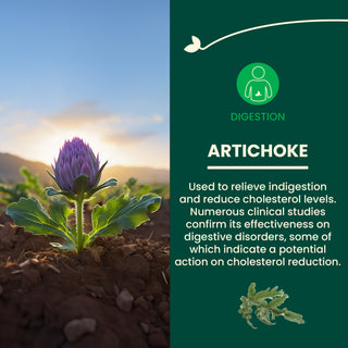 Artichaut