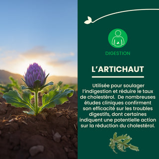 Artichaut