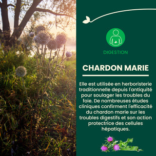 Chardon-Marie